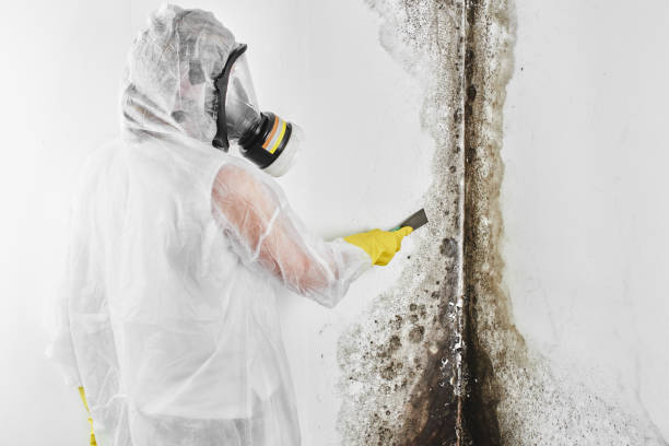 Mold Removal Process in Walden, NY