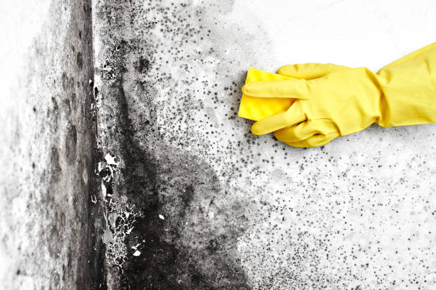 Best Mold Removal Process  in Walden, NY