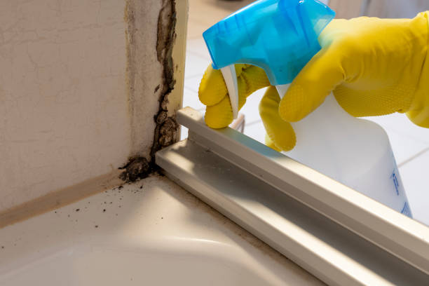 Mold Removal and Inspection in Walden, NY