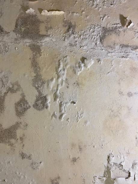 Best Office Mold Removal Services  in Walden, NY
