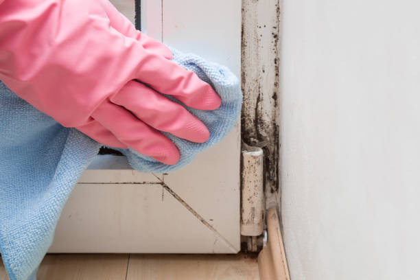 Best Toxic Mold Removal  in Walden, NY